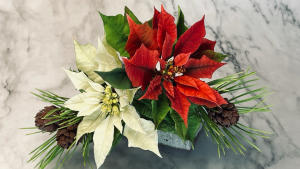 Poinsettia 聖誕紅
