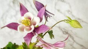 夢幻草Aquilegia