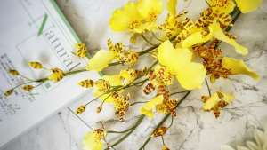 文心蘭Oncidium