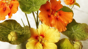 金蓮花 Nasturtium