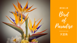 Birds of Paradise