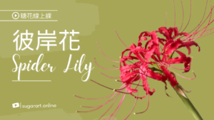 彼岸花/ 曼珠沙華Spider Lily