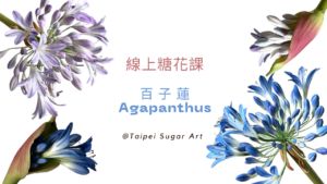 百子蓮Agapanthus